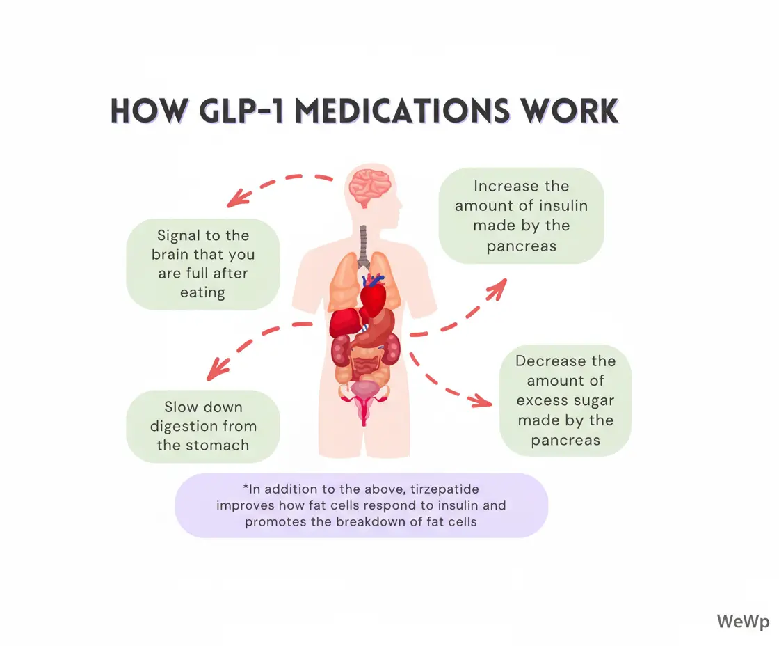 Infographic explaining how GLP-1 medications work. The image shows a human torso with organs and four main effects: 1) Increase the amount of insulin made by the pancreas, 2) Decrease the amount of excess sugar made by the pancreas, 3) Slow down digestion from the stomach, 4) Signal to the brain that you are full after eating. A note below states that tirzepatide improves how fat cells respond to insulin and promotes the breakdown of fat cells.